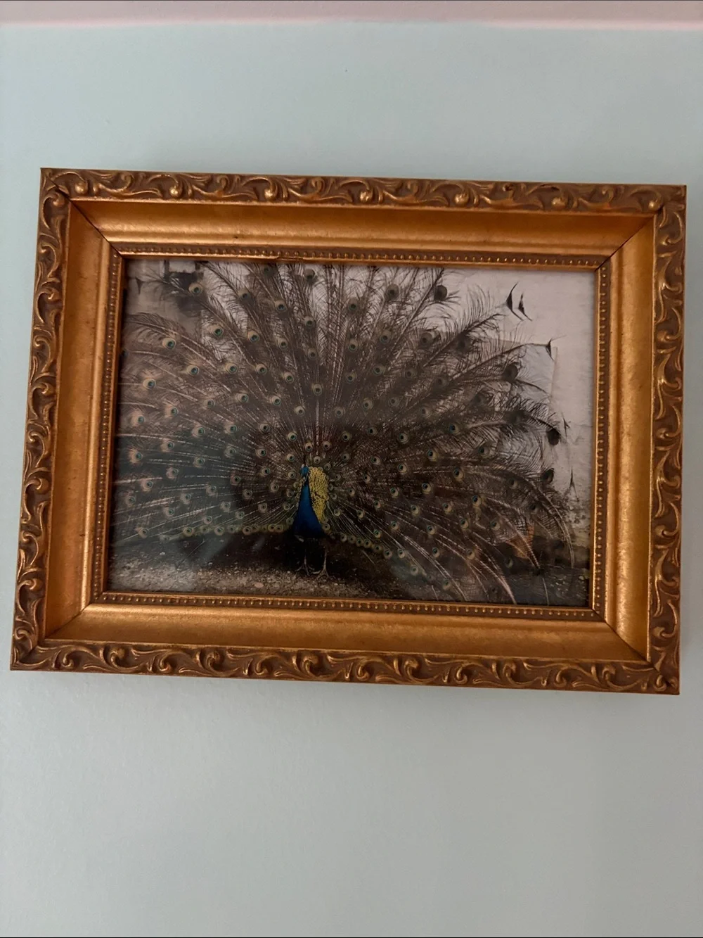 Gold Framed Peacock Photograph Original (Real Peacock)
